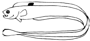 Familia Cepolidae_claves.jpg